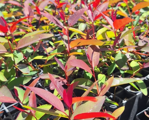 Mudas Florestais: EUCALIPTO, PINOS, NATIVOS E MOGNO | Agronosa Mudas Florestais