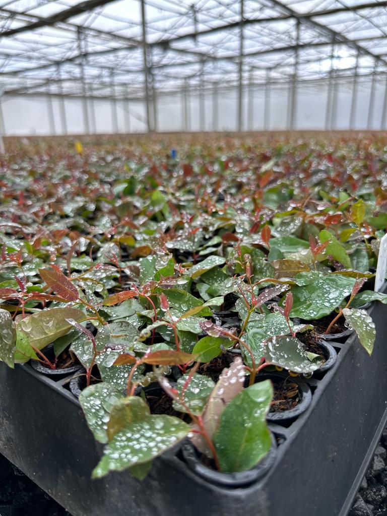 Mudas de Eucalipto Clonadas | Agronosa Mudas Florestais