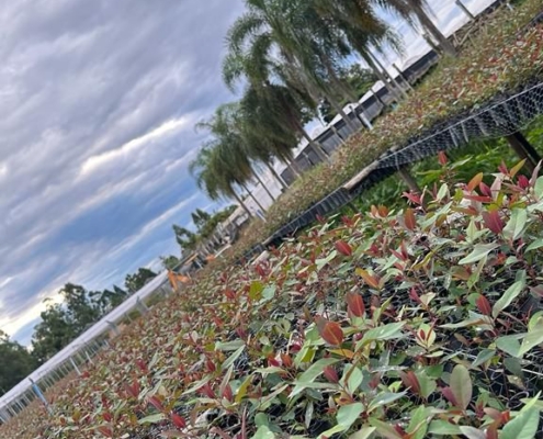 Mudas de Eucalipto Clonadas | Agronosa Mudas Florestais