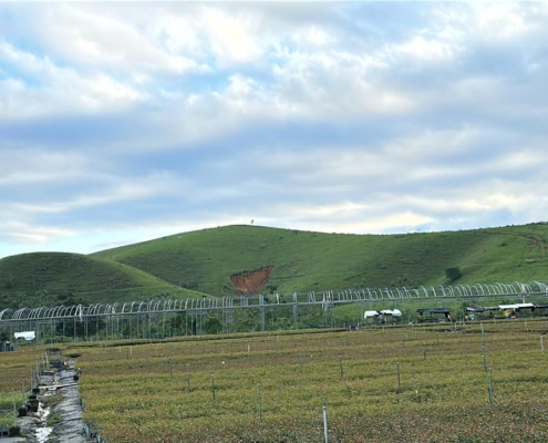 Mudas Florestais: EUCALIPTO, PINOS, NATIVOS E MOGNO | Agronosa Mudas Florestais