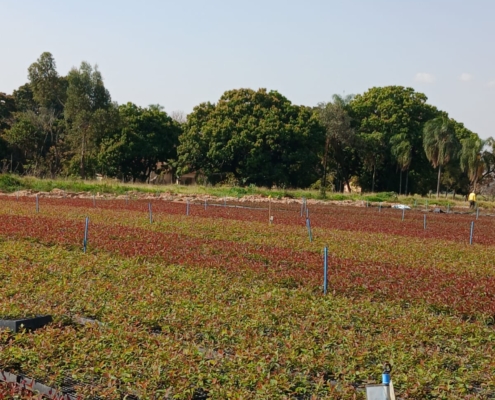 Mudas de Eucalipto Clonadas | Agronosa Mudas Florestais