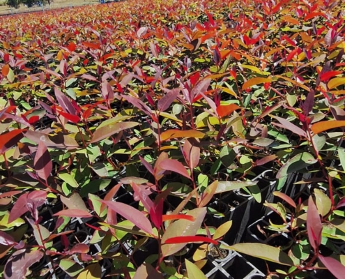 Mudas Florestais: EUCALIPTO, PINOS, NATIVOS E MOGNO | Agronosa Mudas Florestais