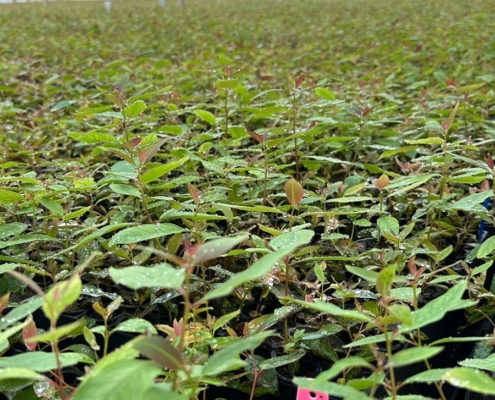 Mudas Florestais: EUCALIPTO, PINOS, NATIVOS E MOGNO | Agronosa Mudas Florestais
