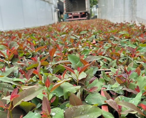 Mudas Florestais: EUCALIPTO, PINOS, NATIVOS E MOGNO | Agronosa Mudas Florestais