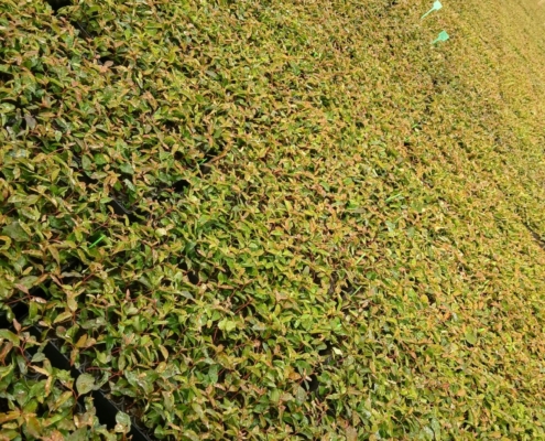 Mudas de Eucalipto Clonadas | Agronosa Mudas Florestais