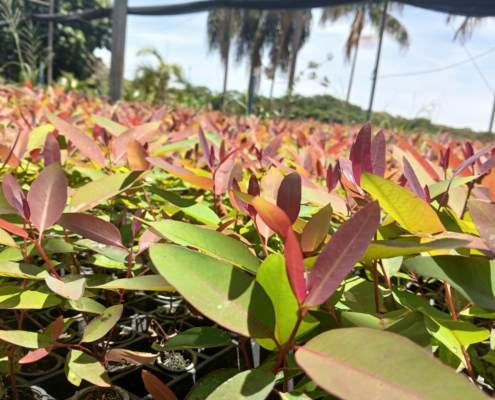 Mudas Florestais: EUCALIPTO, PINOS, NATIVOS E MOGNO | Agronosa Mudas Florestais