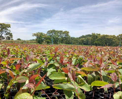 Mudas Florestais: EUCALIPTO, PINOS, NATIVOS E MOGNO | Agronosa Mudas Florestais
